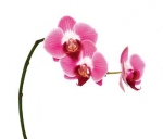 orchidee